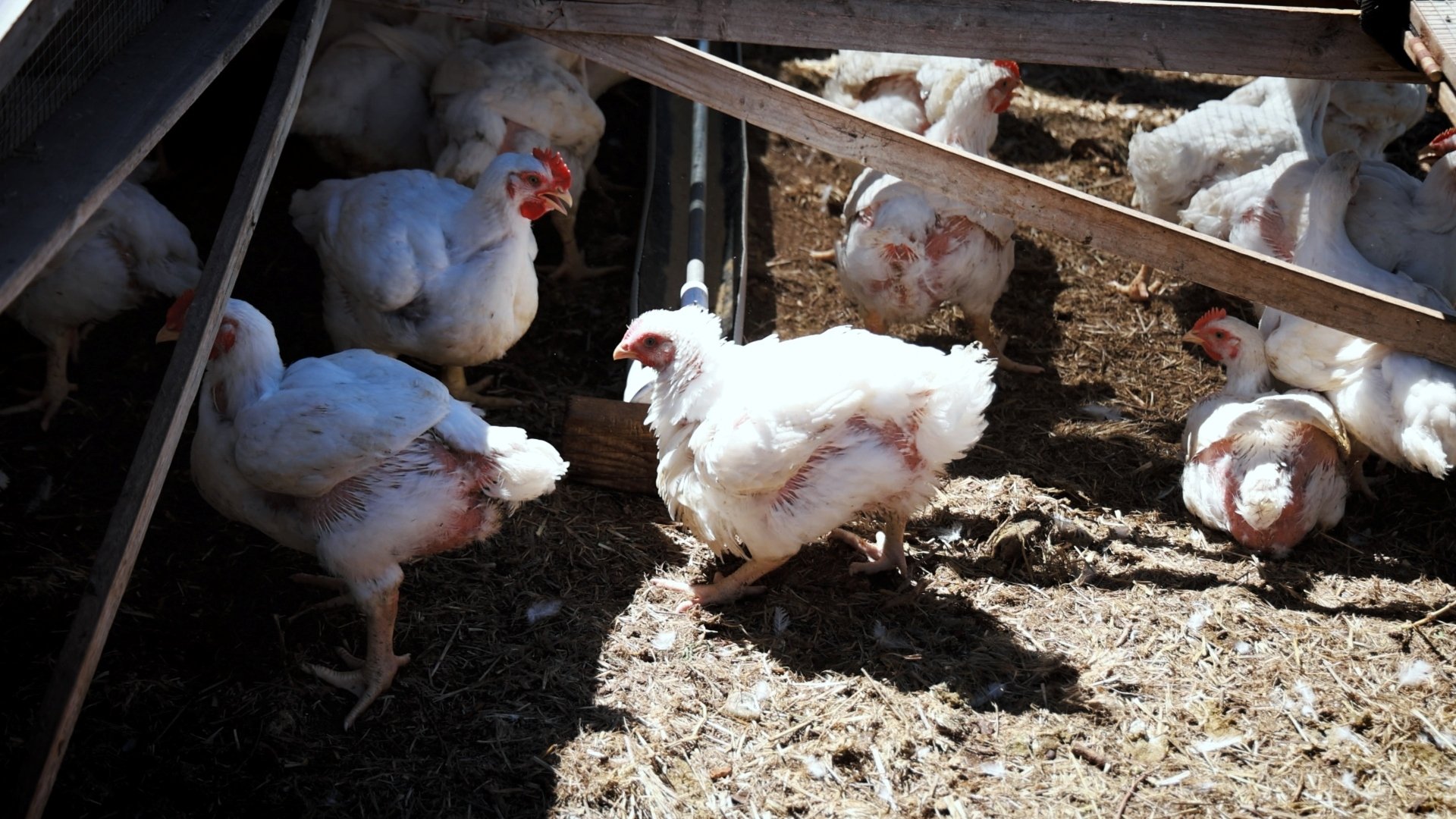 Simple Roots Chicken