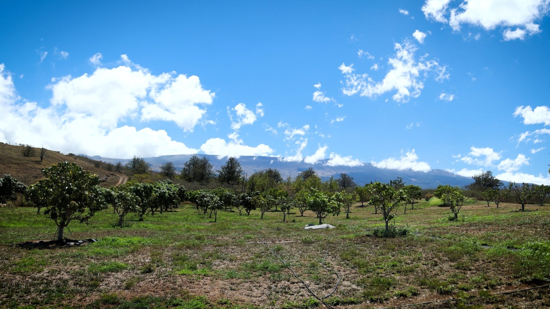 Simple Roots Haleakala